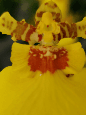 Orquídea Oncidium Aloha Iwanaga em floração amarela intensa tipo chuva de ouro