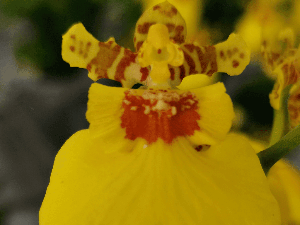 Orquídea Oncidium Aloha Iwanaga em floração amarela intensa tipo chuva de ouro