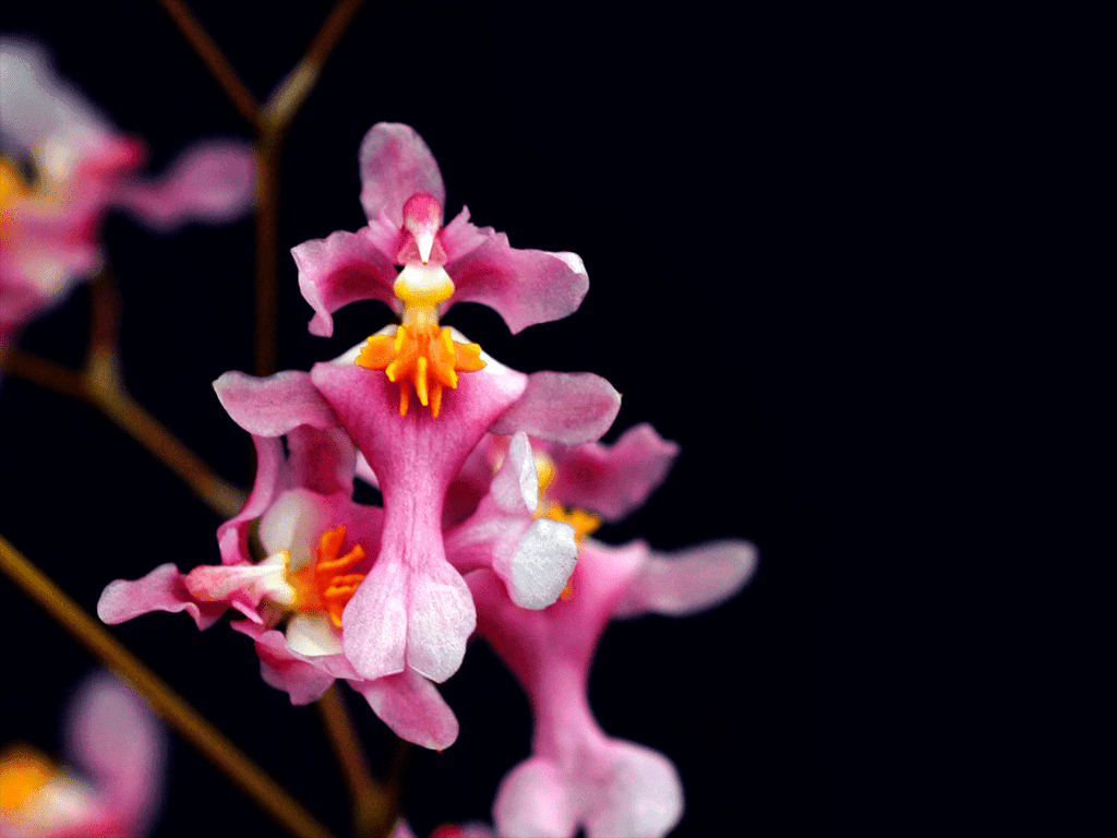 Oncidium ornithorhynchum