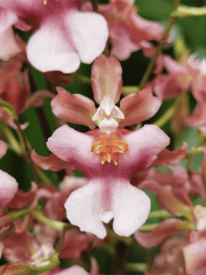 Orquídea Oncidium Rosy Sunset em floração com hastes repletas de flores rosa e magenta