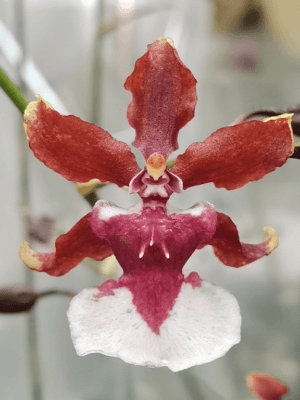 Orquídea Oncidium Sharry Baby com hastes florais ramificadas e flores castanhas e avermelhadas perfumadas a chocolate