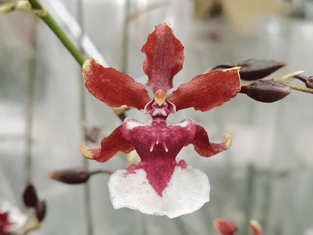 Orquídea Oncidium Sharry Baby com hastes florais ramificadas e flores castanhas e avermelhadas perfumadas a chocolate