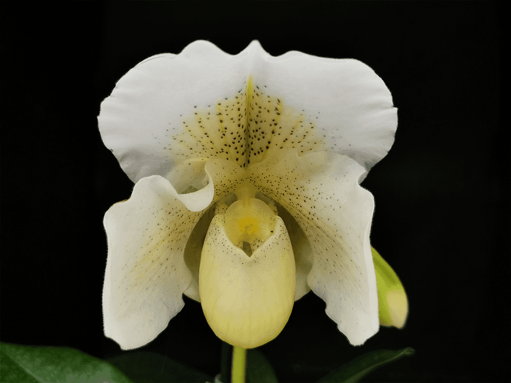 Orquídea Paphiopedilum White Lady com flor em formato de sapatinho em tons brancos e creme com pontilhados delicados