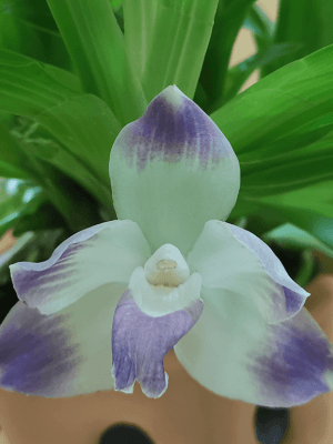 Orquídea botânica Pescatoria dayana em floração com labelo aveludado