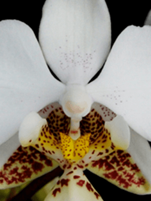 Phalaenopsis stuartiana