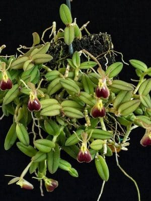 Orquídea miniatura Epidendrum porpax montada em cortiça com flores