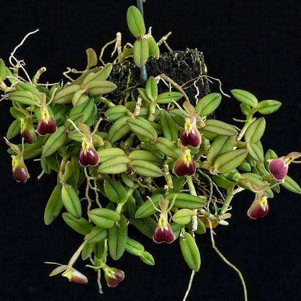 Orquídea miniatura Epidendrum porpax montada em cortiça com flores
