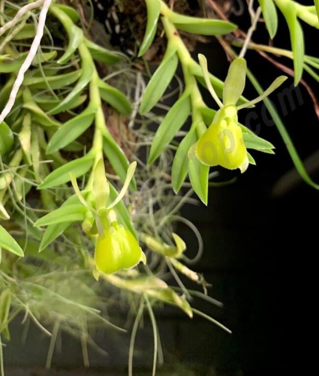 Epidendrum porpax var. Alba em floração