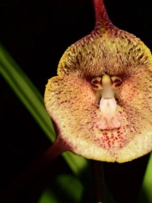 Dracula dalessandroi
