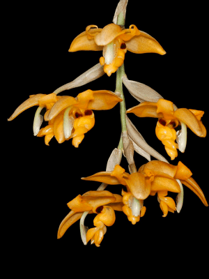 Orquídea botânica Stanhopea connata em floração pendente