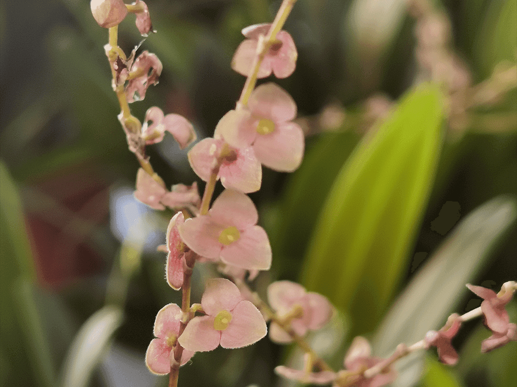 Stelis argentata