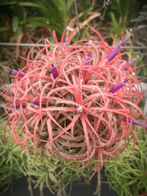 Arranjo decorativo Tillandsia mix Cube 02 com plantas aéreas num cubo moderno