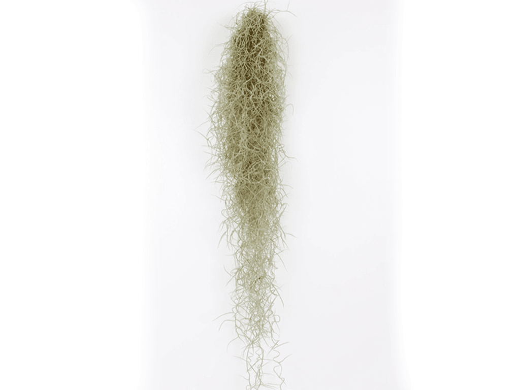 Planta aérea Tillandsia usneoides Musgo Espanhol suspenso