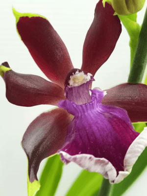 Orquídea Zygopetalum Red Vale em floração com pétalas aveludadas e perfume intenso
