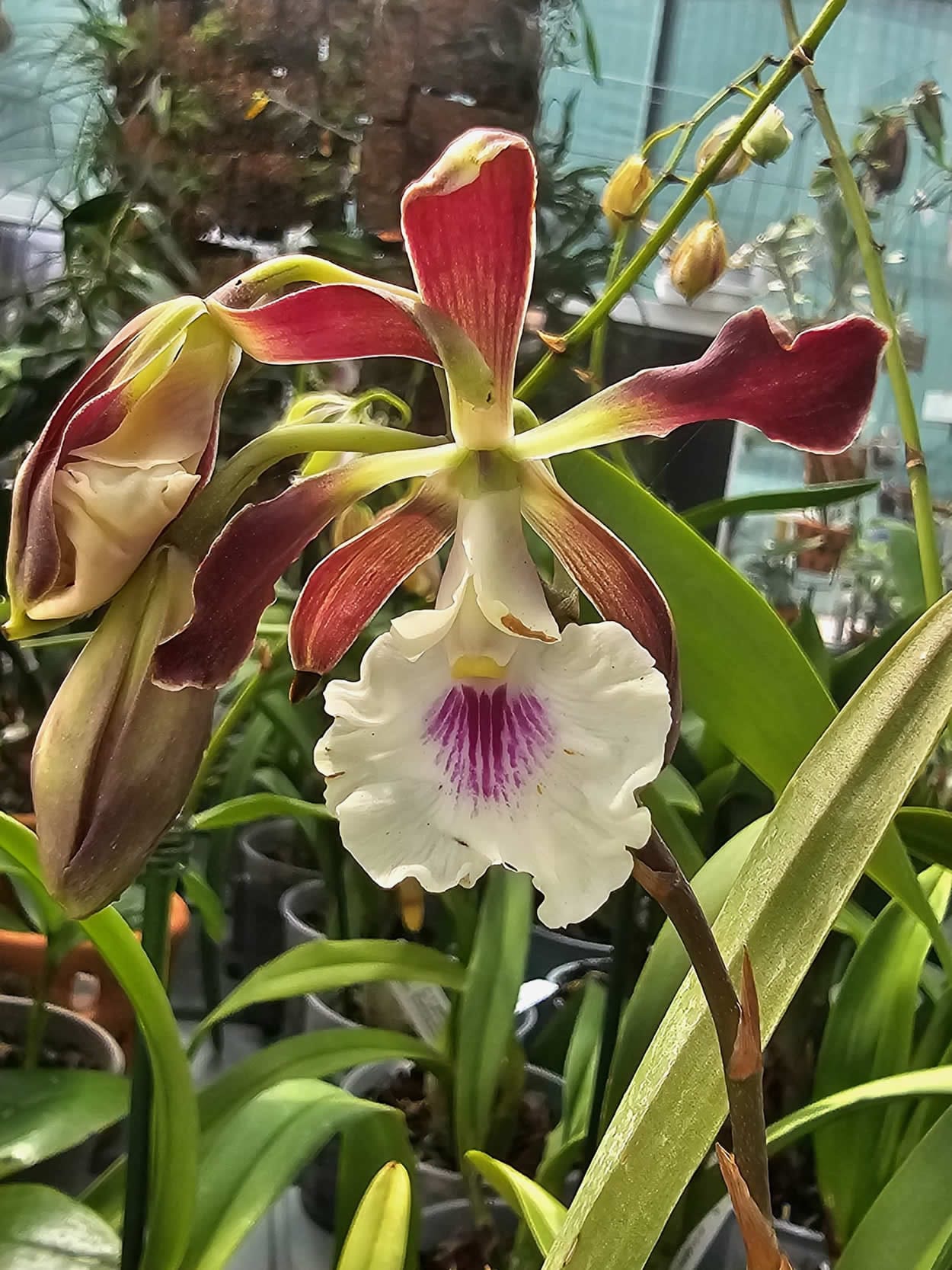 Encyclia Shinfog Thomas