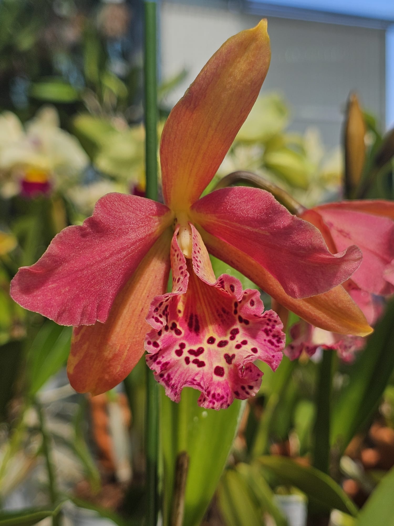 Orquídea Brassocattleya Rustic Spots com flores pintadas de tons acobre e labelo magenta