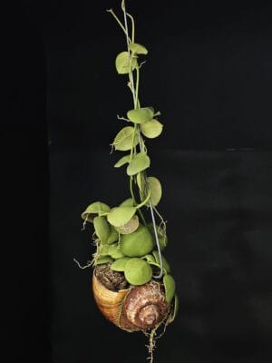 Begonia maculata (Cópia)