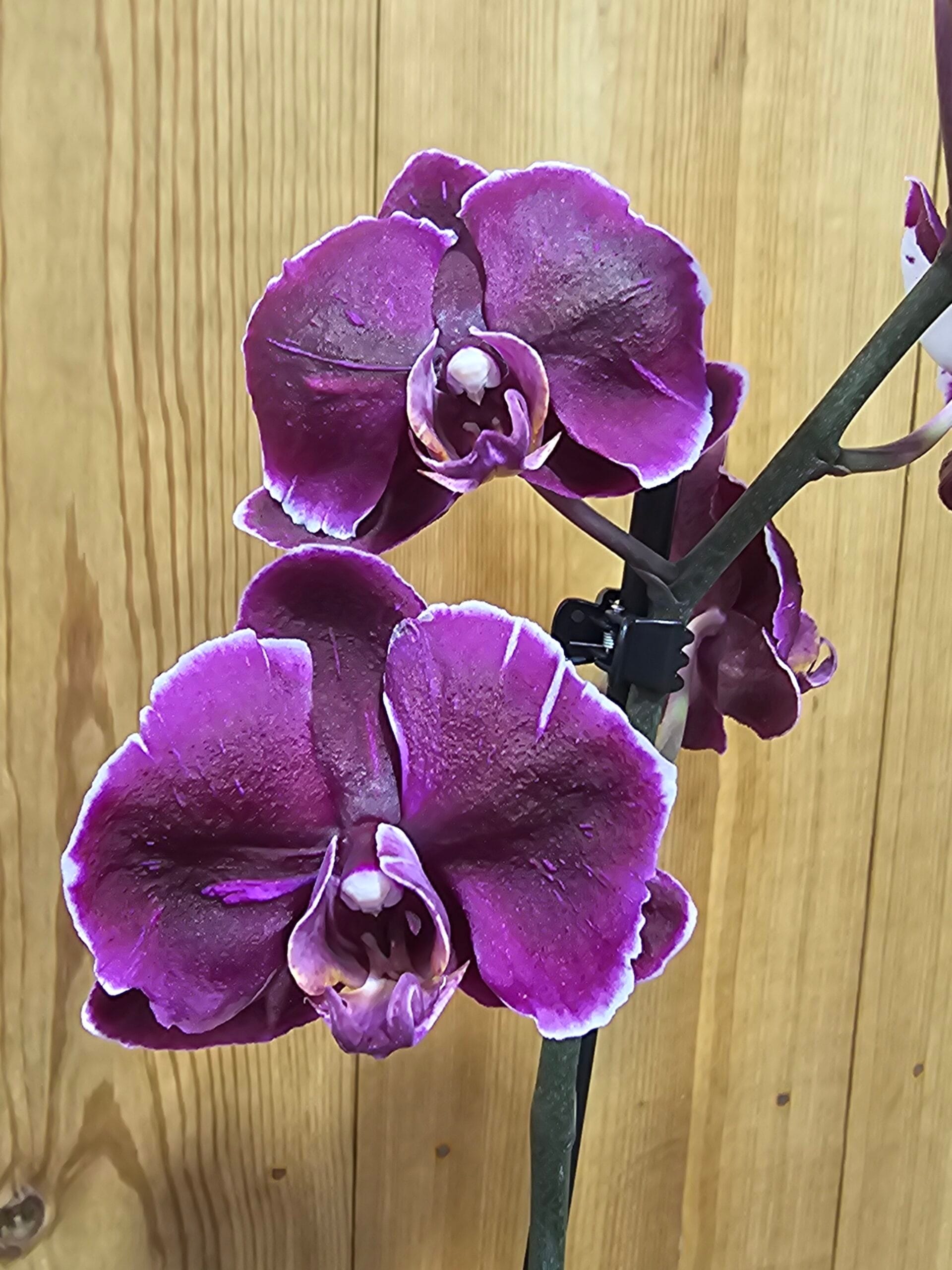 Orquídea Phalaenopsis Dutch Beauty em floração com flores elegantes