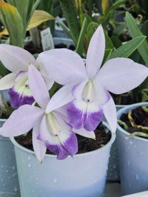 Orquídea Lc. Mini Purple Coerulea em floração com pétalas azul lilás e labelo roxo profundo