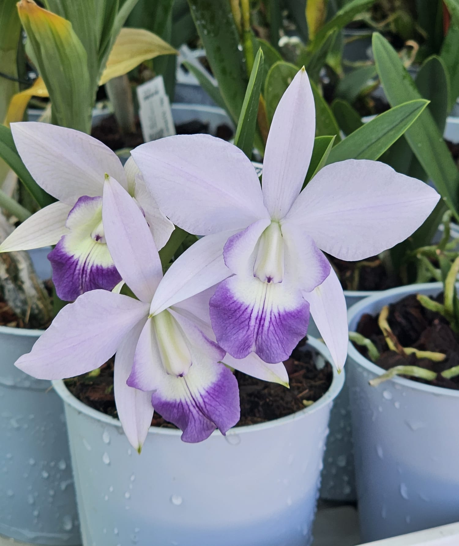 Orquídea Lc. Mini Purple Coerulea em floração com pétalas azul lilás e labelo roxo profundo