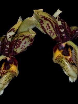 Stanhopea nigroviolacea x tigrina