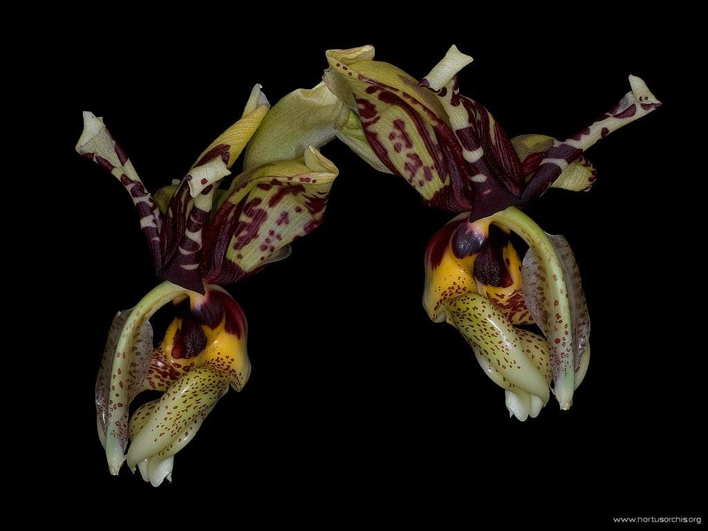 Stanhopea nigroviolacea x tigrina