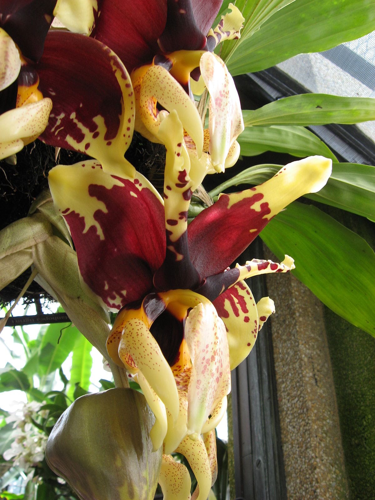 Orquídea Stanhopea tigrina em floração pendente com flores tigradas de aroma intenso