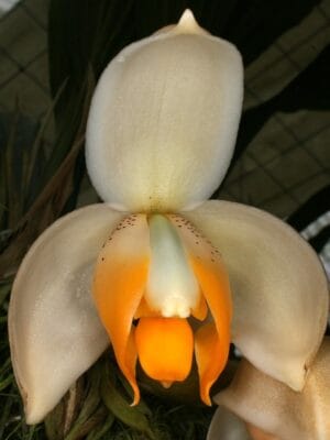 Stanhopea tricornis