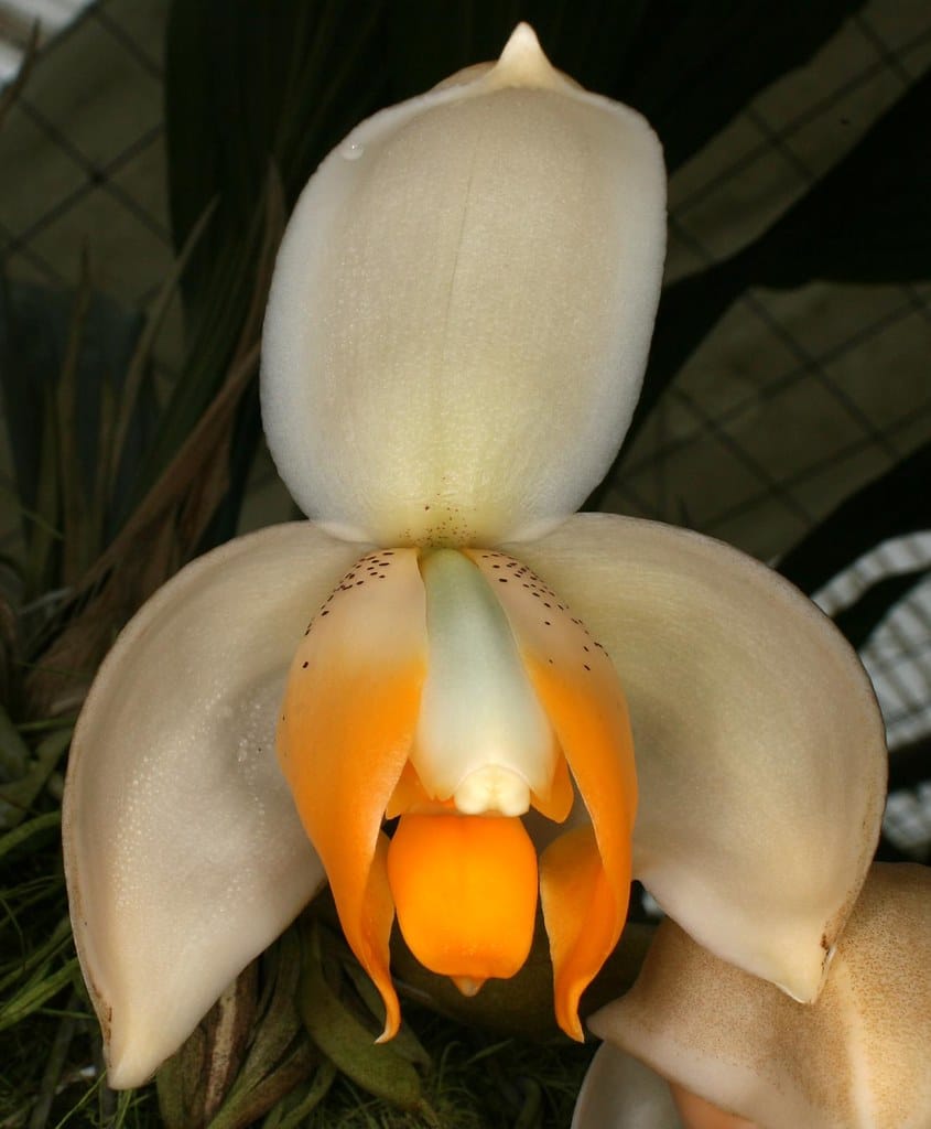 Stanhopea tricornis