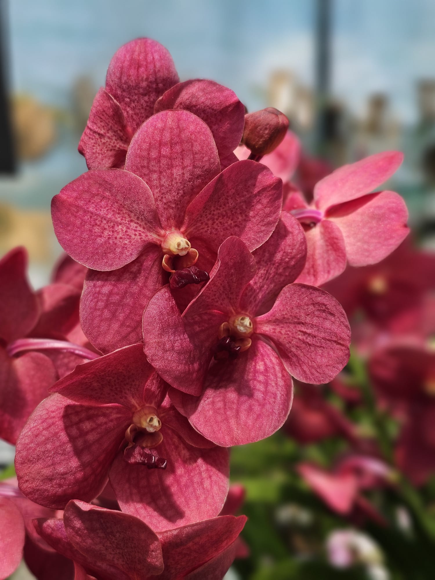Orquídea Vandachostylis Crownfox Red Gem com floração densa em tons de vermelho vibrante