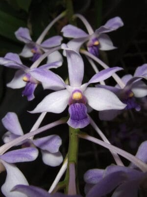 Vanda coerulescens