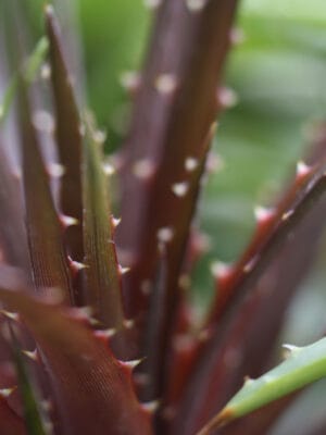 Dyckia brevifolia 'red'
