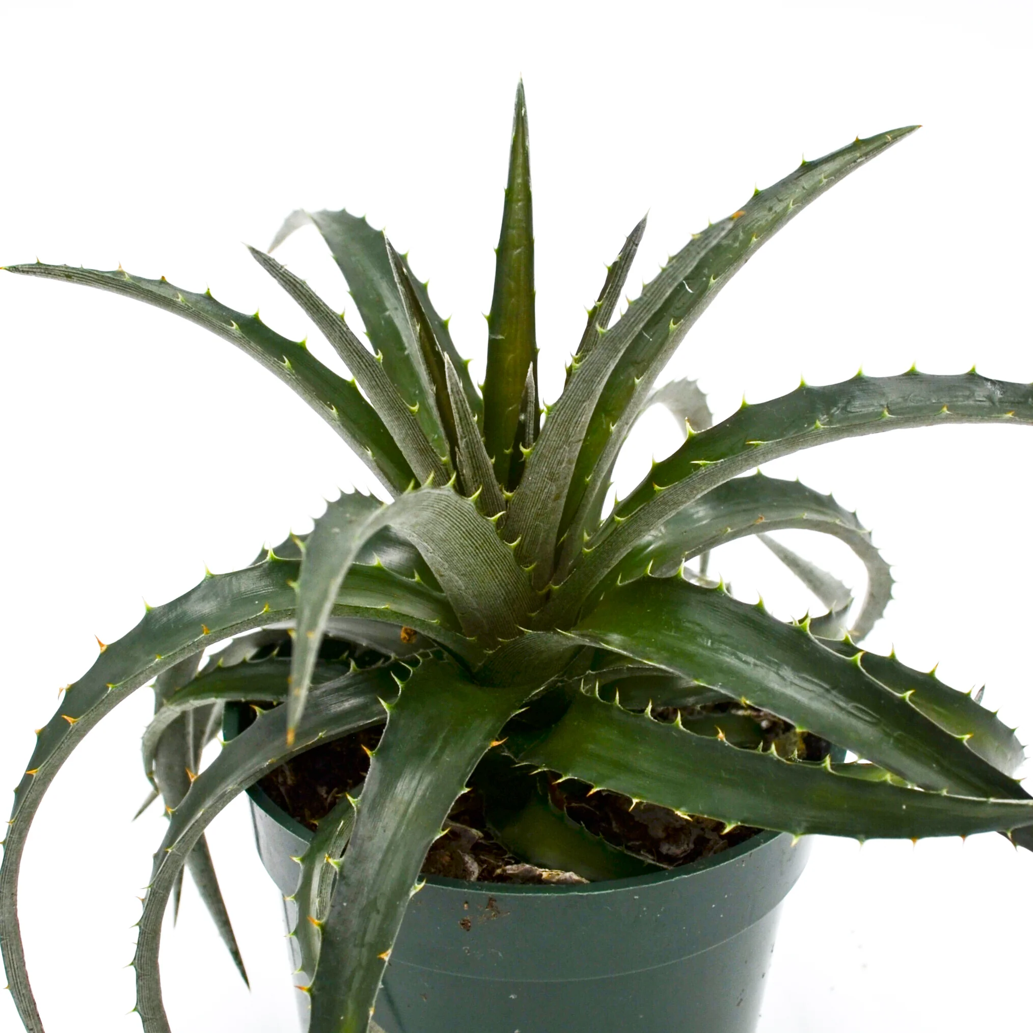 Dyckia brevifolia