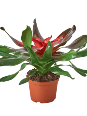 Neoregelia medusa