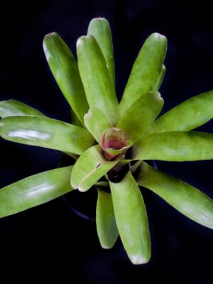 Neoregelia compacta