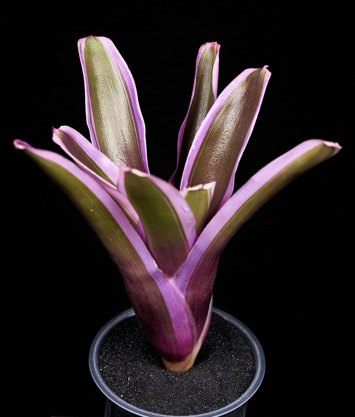 Neoregelia mini variegata