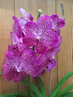 Vanda Specials French Rose Spot em floração exuberante com pétalas rosa pontilhadas