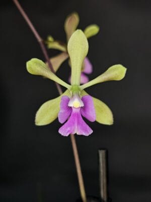 Orquídea botânica Encyclia diurna em flor com hastes florais graciosas e perfume intenso