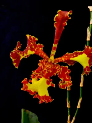 Orquídea Psychopsis Mariposa Three Lip com pétalas pelóricas em formato de borboleta