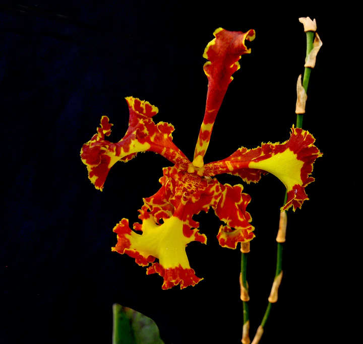 Orquídea Psychopsis Mariposa Three Lip com pétalas pelóricas em formato de borboleta