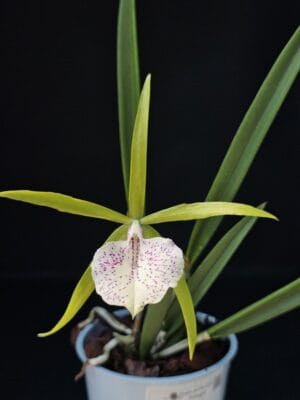 Orquídea Brassocattleya Binosa Key Lime em floração com flores verdes e labelo pintalgado