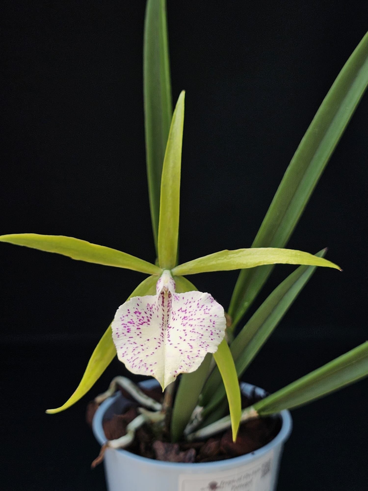 Orquídea Brassocattleya Binosa Key Lime em floração com flores verdes e labelo pintalgado