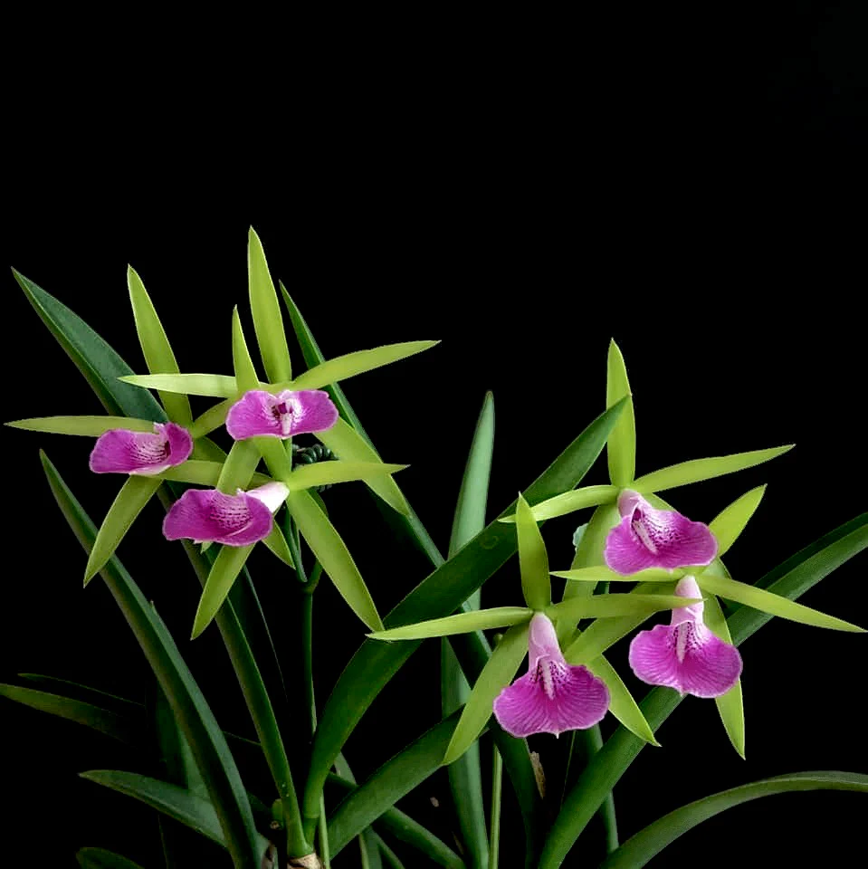 Blc. Gulfshore’s Beauty ‘Green Gem’