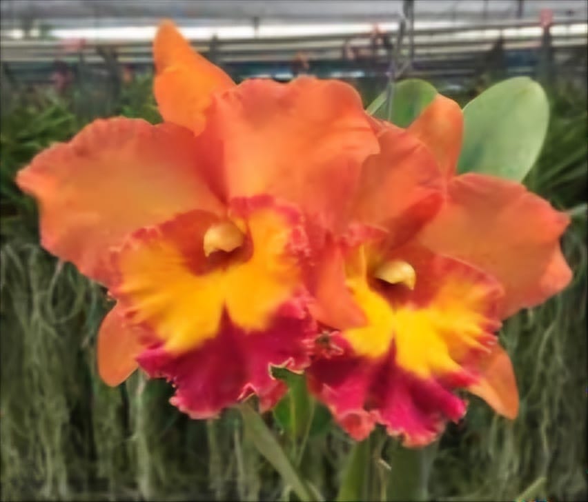 Blc. Haadyai Orange