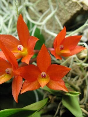 Sophronitis cernua