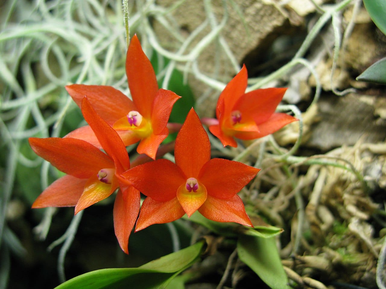 Sophronitis cernua