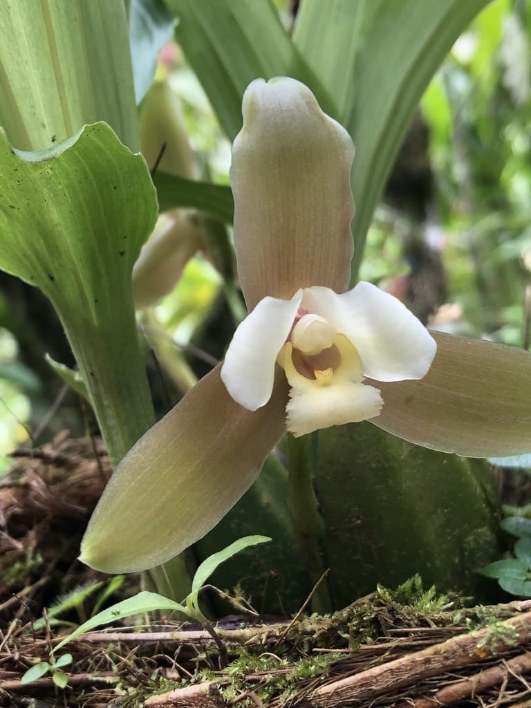 Lycaste macrophylla