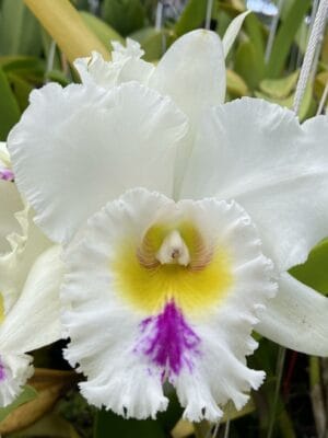 Rlc. Liou Hope 'Red in Snow'