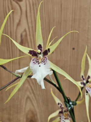 Brassia tessa