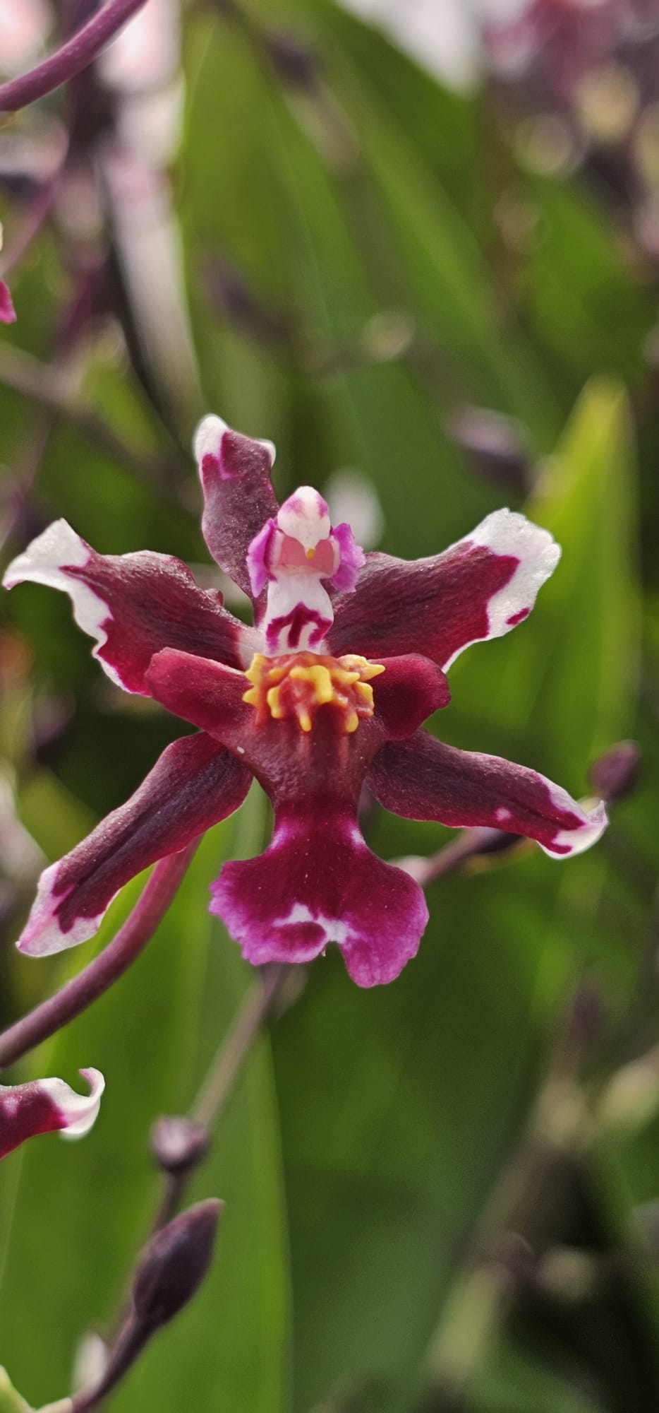 Burrageara Lazio em floração abundante com hastes florais vibrantes e tons avermelhados